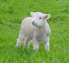Lamb of God