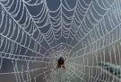 Web of Deception and Intrigue